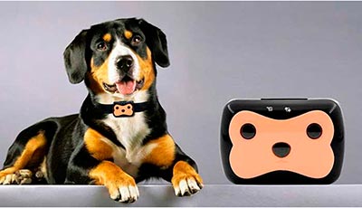Собака и GPS трекер