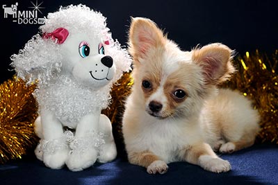 Милый длинношерстный щенок Чихуахуа Николос и Белая Собачка.