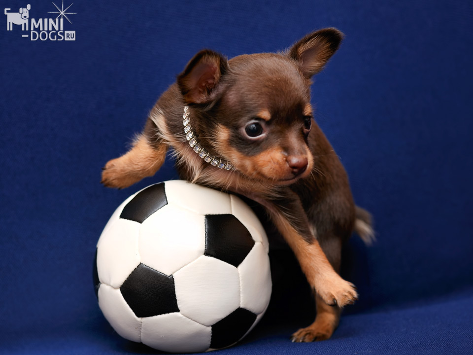 http://www.mini-dogs.ru/photos/funny-small-dogs/brazilians-afraid-of-russian-toyterrier-2.jpg