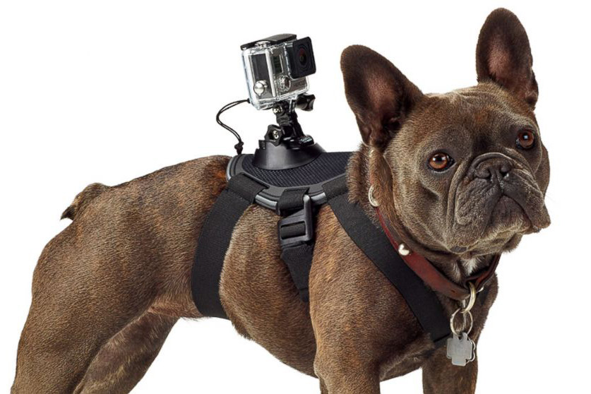 Новое крепление камеры GoPro для собак