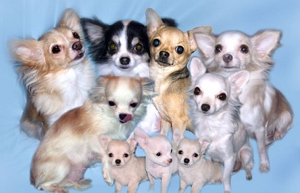Собаки и щенки чихуахуа - семейное фото.