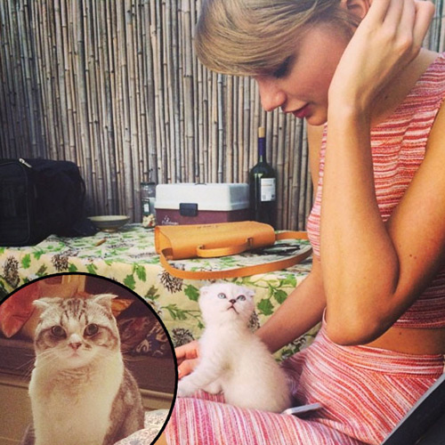 Тейлор Свифт с кошками
