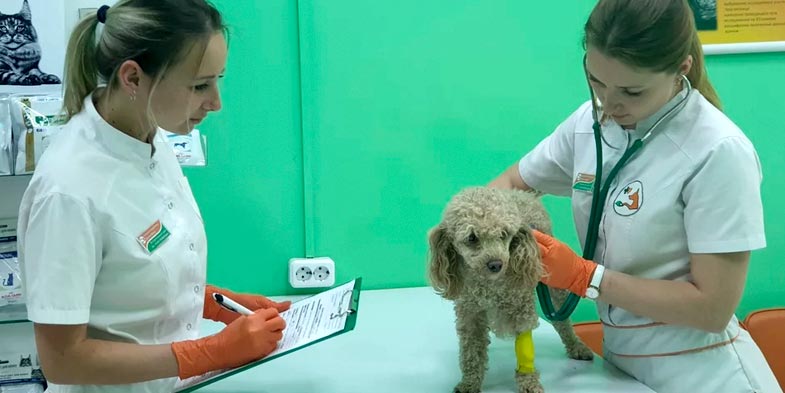 Обследование собачки в ветеринарной клинике в Краснодаре
