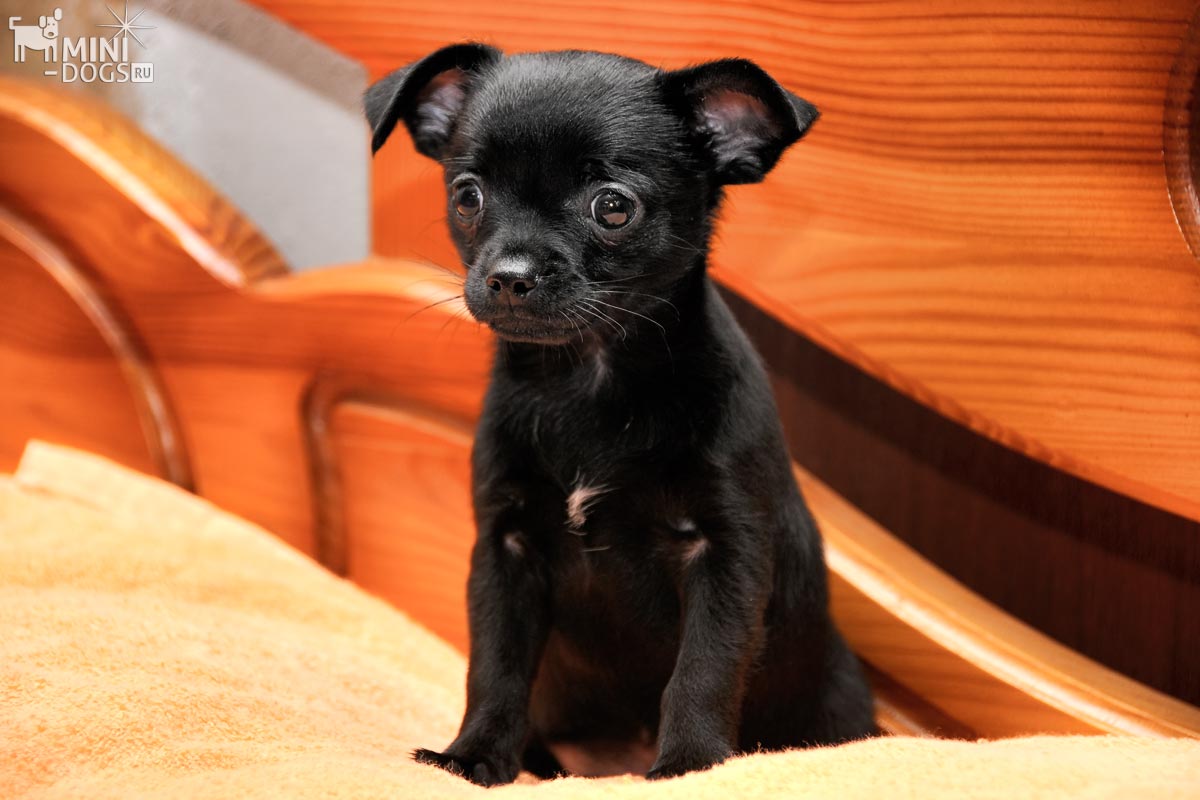 Фото черного щенка чихуахуа Сильвестра сидящего на кровати