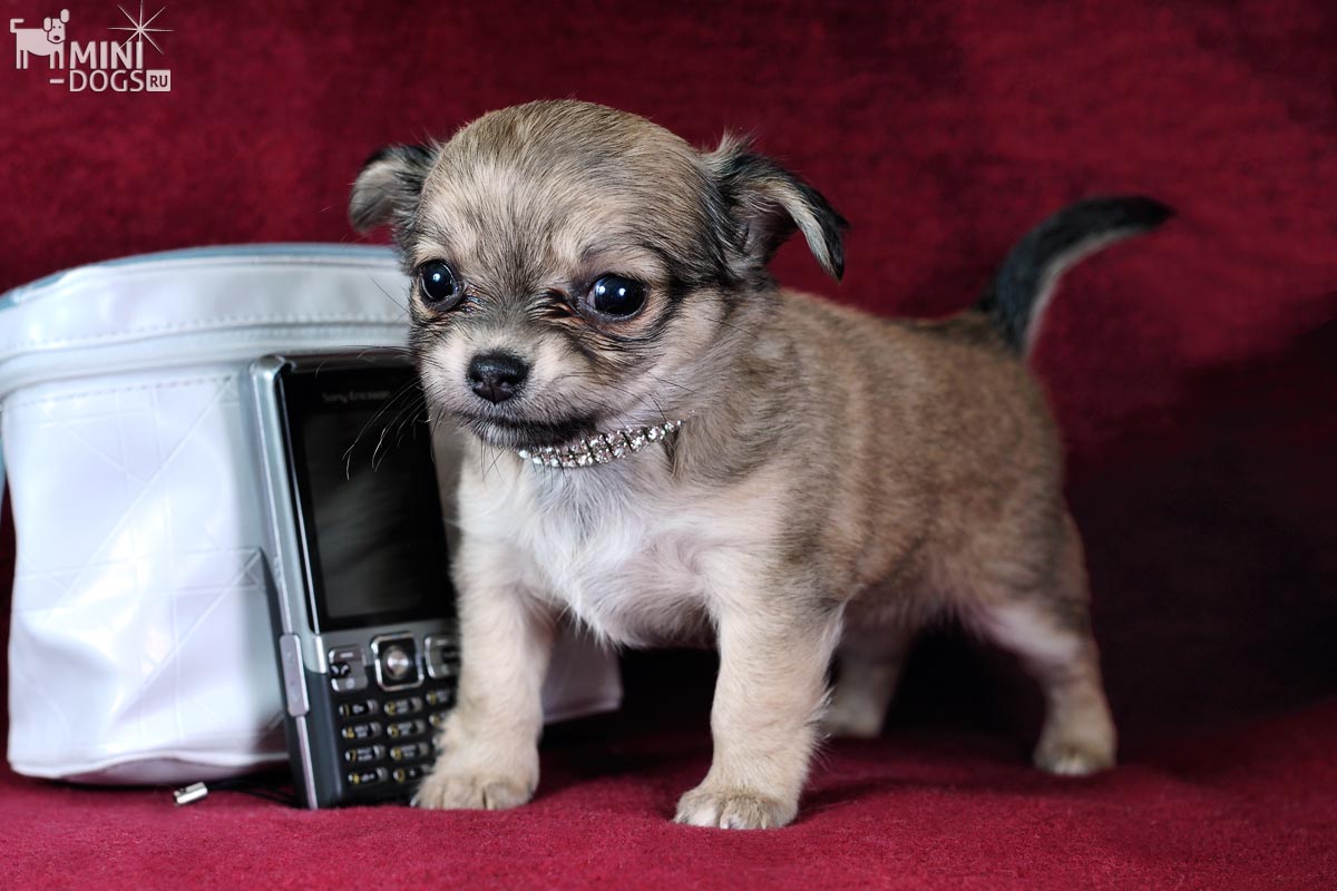 Фото собачки чихуа хуа Беллы-Дьюти в стойке рядом с мобильным телефоном