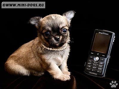 Новое фото щенка Чихуа-хуа на продажу - новость питомника от 16.06.2008