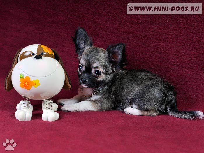 Фото декоративной собачки чихуахуа с игрушечной собакой-копилкой