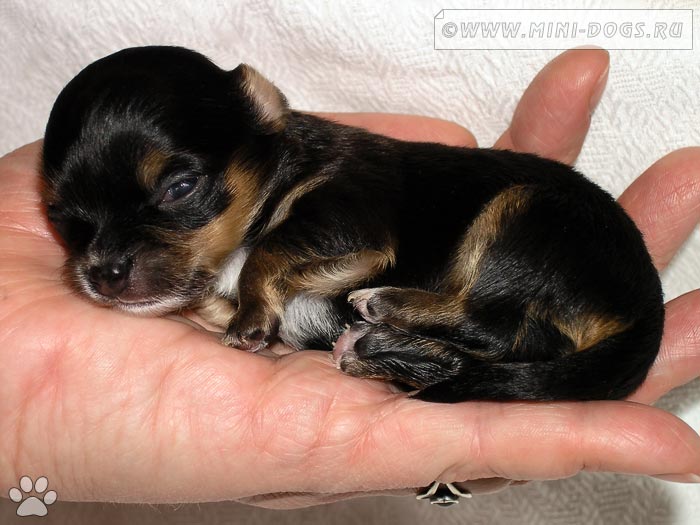 Мелкий щенок чихуахуа Шумахер на ладошке, окрас собаки черно-подпалый