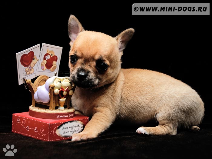 Рыжий щенкок чихуахуа Сенди лежит рядом с игрушкой