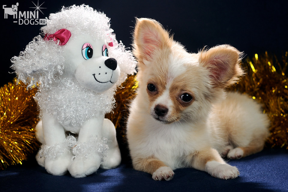 Очаровательный щенок чихуа Николос лежит рядом с красивой белой собачкой, карлковой пуделихой.