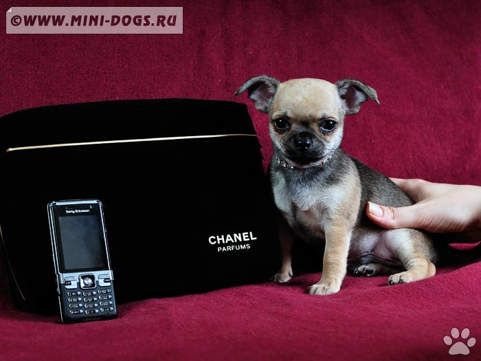 Фото собачки чихуа-хуа рыжего окраса с телефоном и косметичкой
