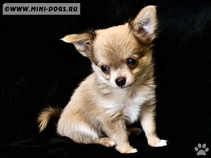 Фото длинношерстного щенка чихуахуа, красивый портрет собаки