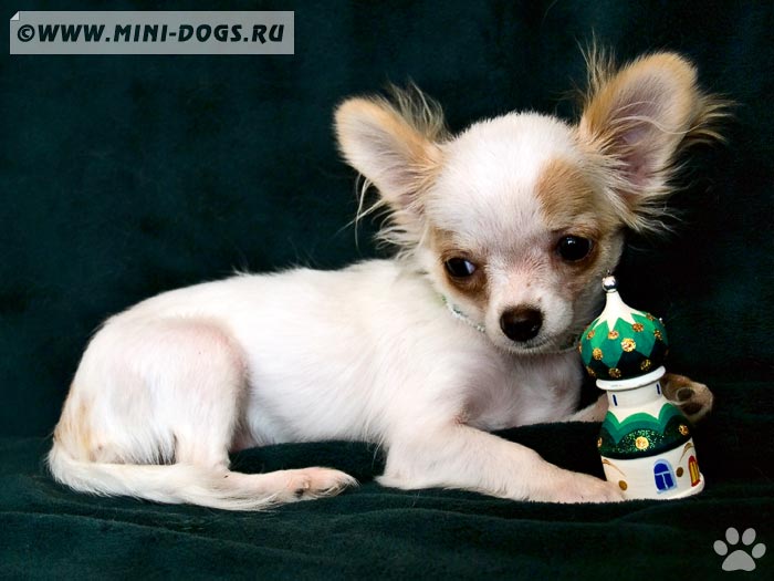Декоративная собачка Же Озе лежит обнимая игрушку