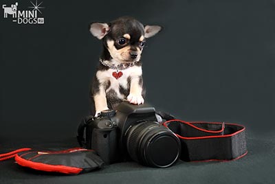 Мини Чихуахуа Тедди и Фотокамера Canon.