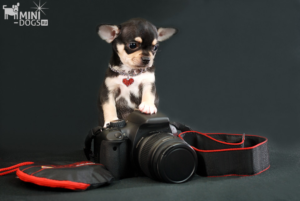 Обаятельный черно-подпалый щенок чихуахуа Тедди словно фотограф склонился над фотокамерой Canon в ожидании своей музы.