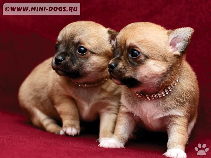 Фото щенков чихуа-хуа Юники и Юты, две милые маленькие собачки рыжего окраса