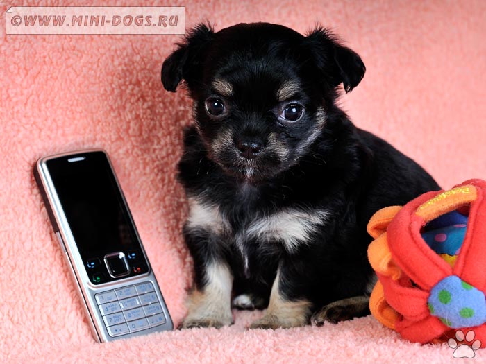 Фото собачки чихуа-хуа Магия-Колора с телефоном Nokia и игрушкой