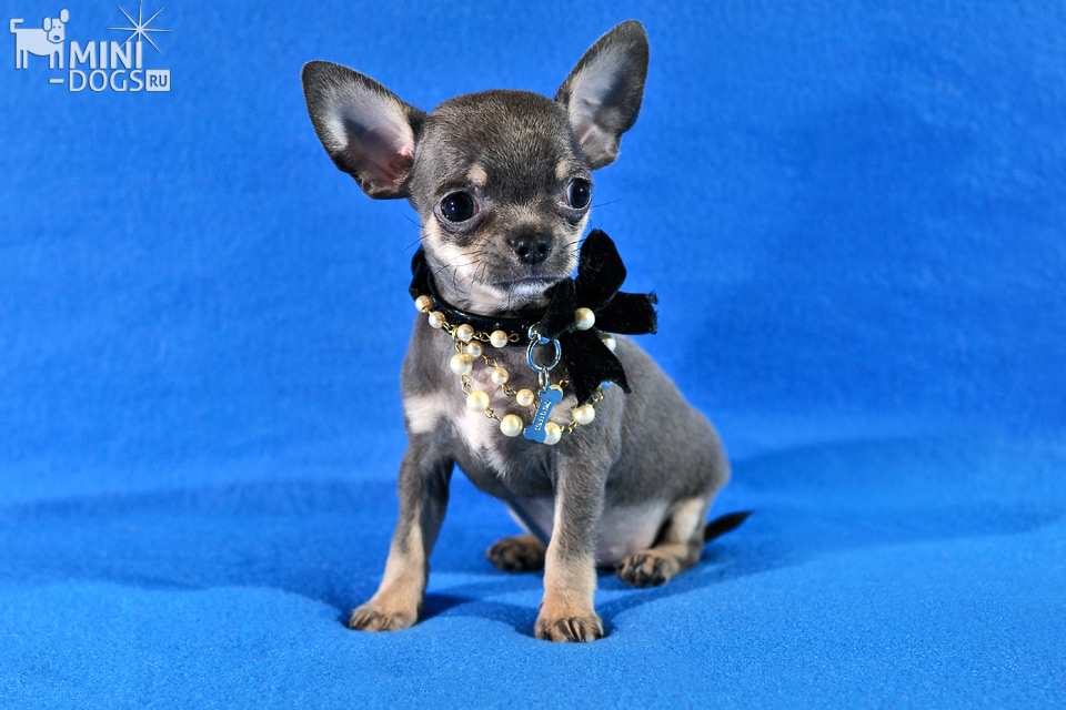 Сказочный щенок чихуа-хуа Луи голубого окраса с элегантны бантом