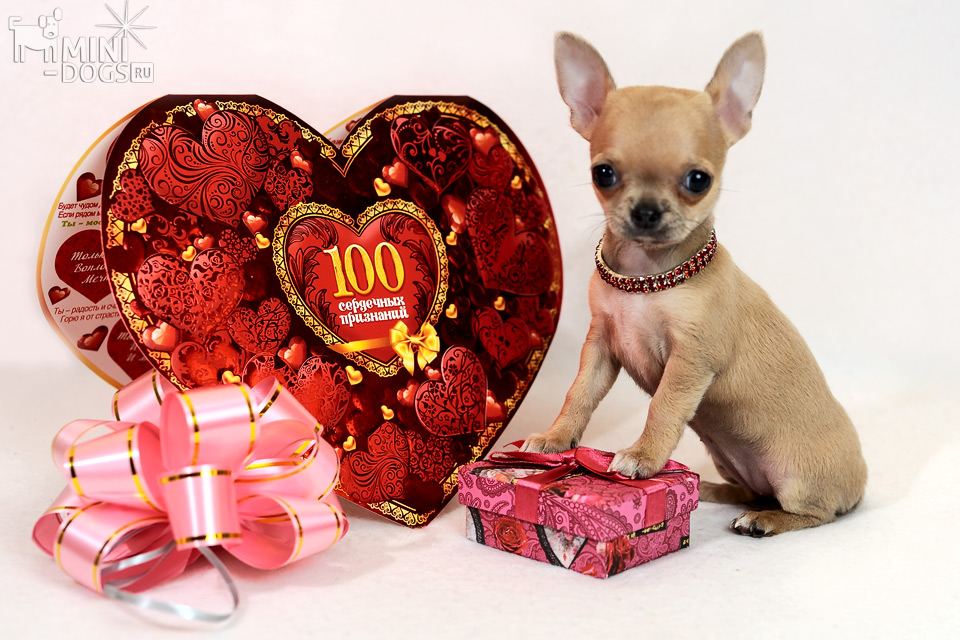 Обворожительный миниатюрный щенок чихуа Есения с подарками и открыткой с сотней сердечных признаний ко Дню Всех Влюбленных.