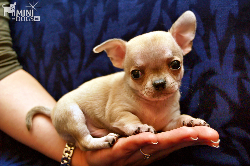 Фото карманной собачки чихуа-хуа лежащей на ладошке