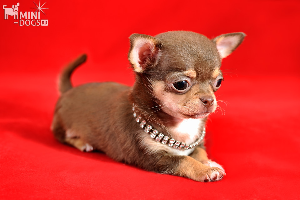 Chihuahua puppy on red background