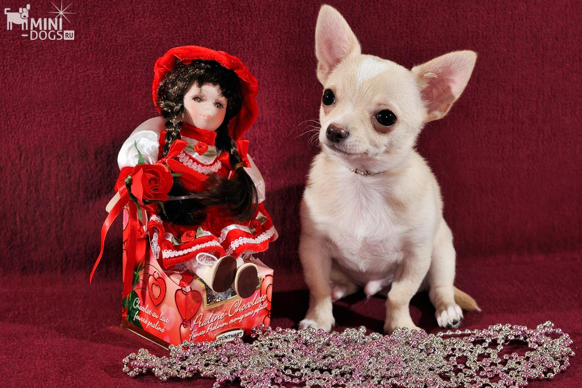 Портрет обаятельного щенка чихуахуа Жана Морэ светлого окраса с красивой куклой к дню всех влюбленных.