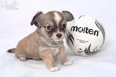 Портрет щенка Чихуахуа с мячиком