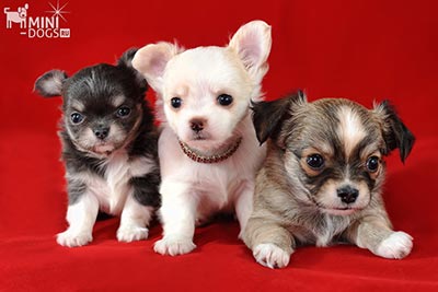 Мелкие длинношерстные мальчики чихуахуа редких окрасов, новый помет на продажу в Mini-Dogs