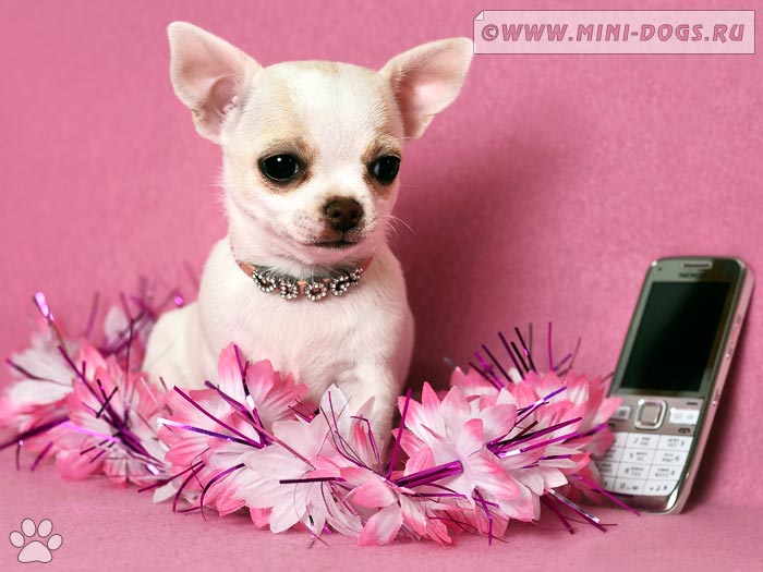 Портрет очаровательной чихуахуа белого окраса Евиты лежащей на фоне розовых украшений и мобильного телефона.