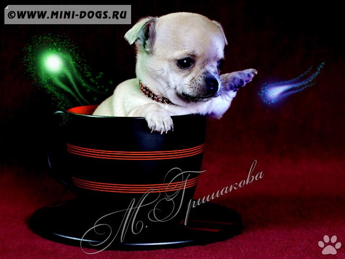 Портрет щенка чихуахуа Миледи-Бест в кружке выполненный в стиле Доброй Магии