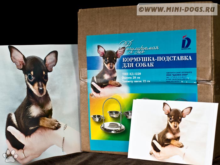 Коробка кормушки-подставки для собак компании ООО Данко с фотографией той-терьера Каролины.
