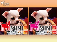 Выбор цвета собачки для нового ЛОГО клуба Mini-Dogs. 