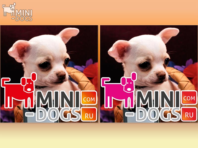 Красный и розовый цвета забавной собачки на новом логотипе клуба Mini-Dogs, выбор цвета.