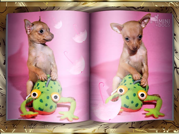 Творческий коллаж с щенком русского той терьера Юлиана представленный в виде открытого фото-альбома (книги).
