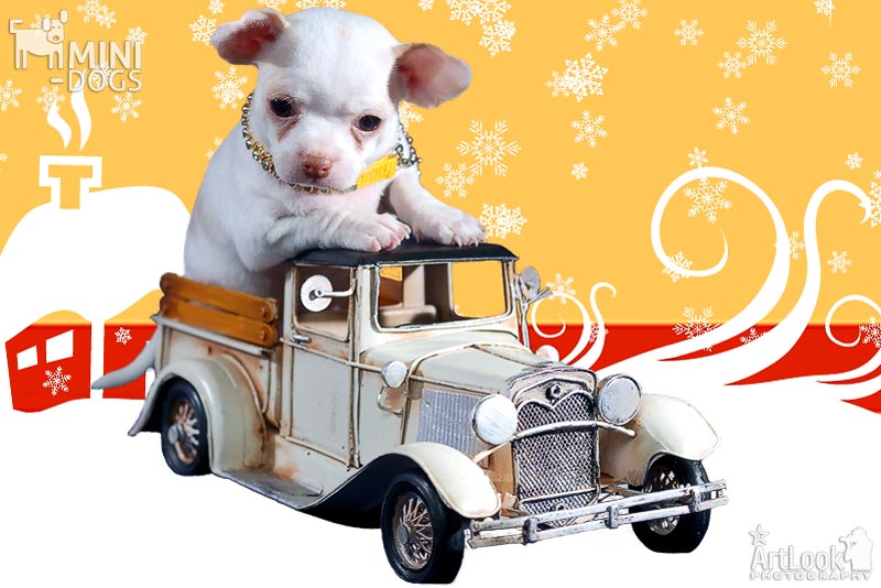 Зимний Лого Mini-Dogs с Чихуахуа Тайчером
