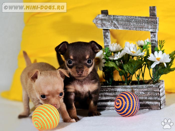 Радостные щенки русского тоя играют с цветными шариками.