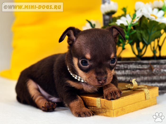 Портрет коричнево-подпалого щенка той-терьера Вилли с золотистой коробочкой, подарком сестрёнки Ви-Ви.
