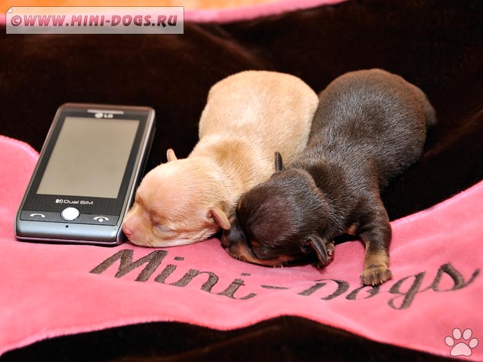 Очаровательные малыши русского той терьера лежат на фирменной подушке клуба Mini-Dogs с мобильником.