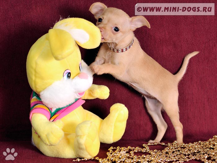 Щенок русского тоя Лундина пытается что-то сказать симпатичной зайчихе, красочной плюшевой игрушке на диване.