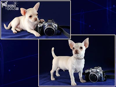 Бело-кремовый щенок чихуахуа Харди и фотоаппарат, фотоколлаж.