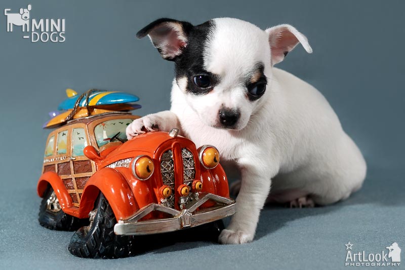 Милый и симпатичный щенок чихуахуа Терри белого с черным окраса положил лапку на весёлый автомобиль со спущенными шинами.