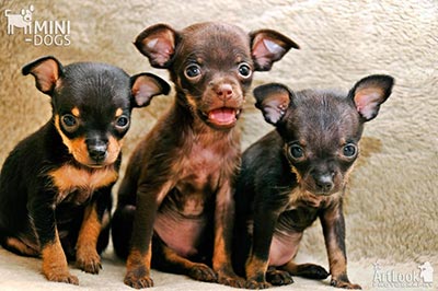 Exciting trio of toy terriers
