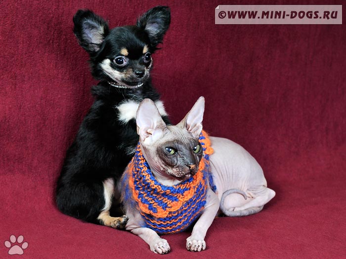 Фото собачки чихуахуа Магия-Колора с кошкой донского сфинкса Лилу