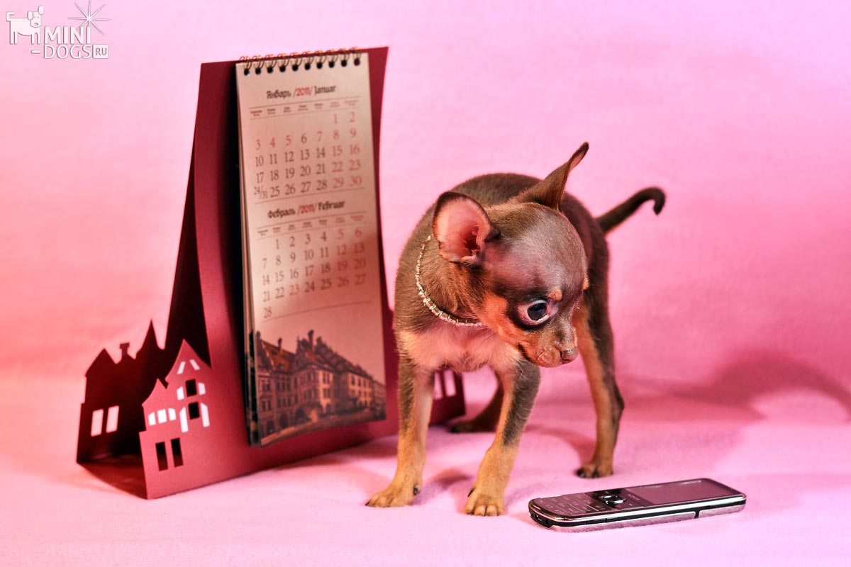 Русская тоечка Виктория рядом с мобильным телефоном и красивым настольным календарем.