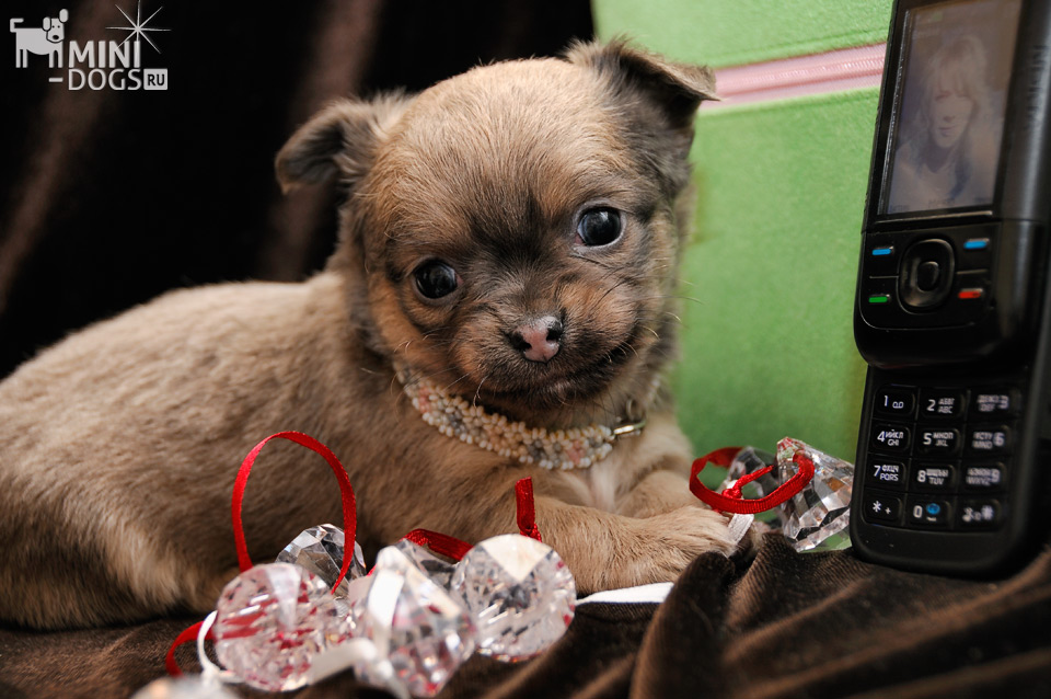 Фото щенка чихуа-хуа с милой мордашкой, собачка окружена всякими украшениями