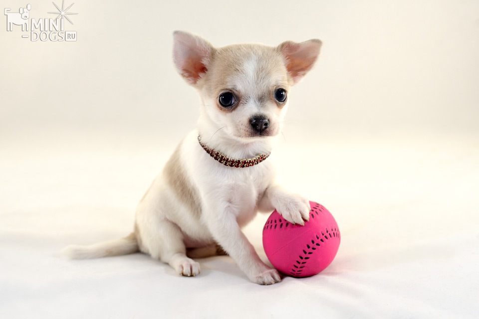 Chihuahua puppy with tennis ball