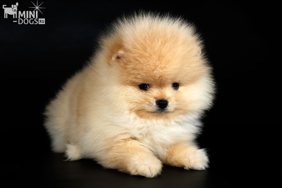 Кремовый щенок Померанского шпица Стюарт, размер мини