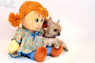 Мини Чихуа Есения и Кукла Наташа