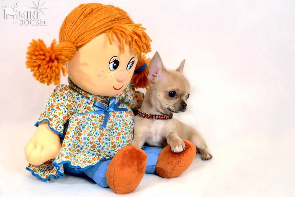 Голубо-палевая гладкошерстная мини чихуахуа (чихуа) Есения в обнимку со своей куклой-подружкой Наташей.