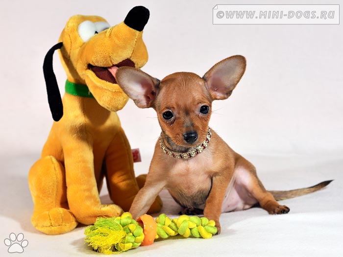 Рыжий щенок той терьера Макс с плюшевой игрушкой - собачкой Гуффи, шепчущего что-то на ушко щенку.